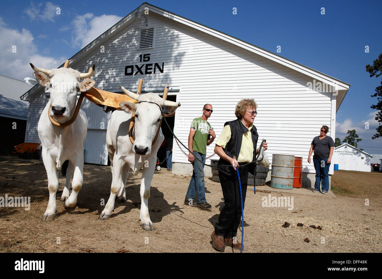 Oxen yoke hires stock photography and images Alamy