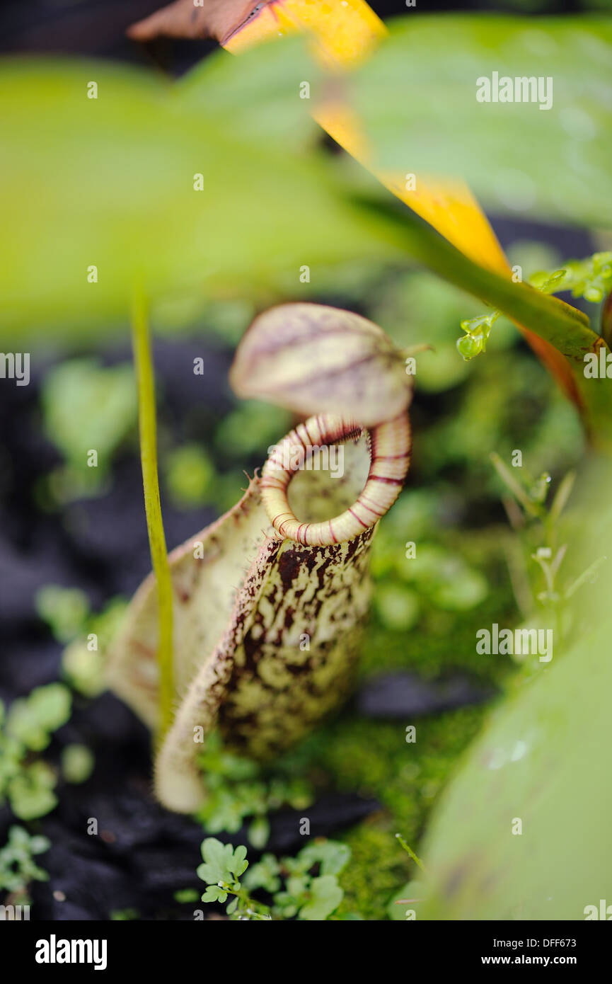 Nepenthes pitcher plant. Orchid Garden, Kuching, Sarawak, Malaysia