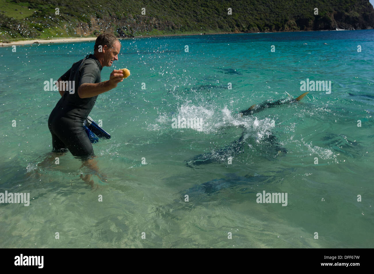 Feeding giant Yellowtail Kingfish (Seriola lalandi lalandi) on Ned's