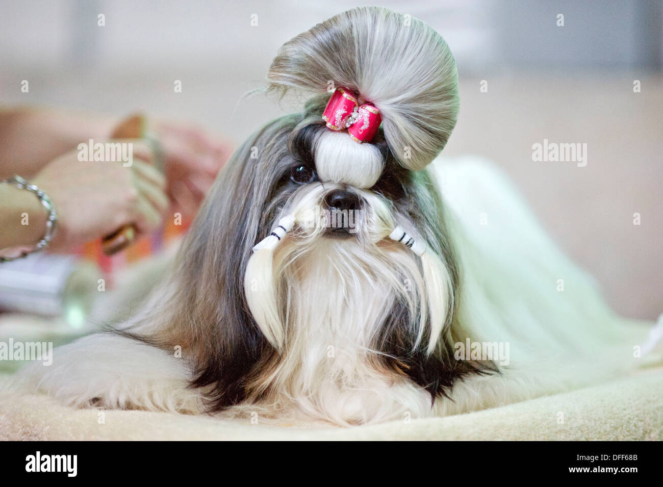 Shizu High Resolution Stock Photography and Images - Alamy