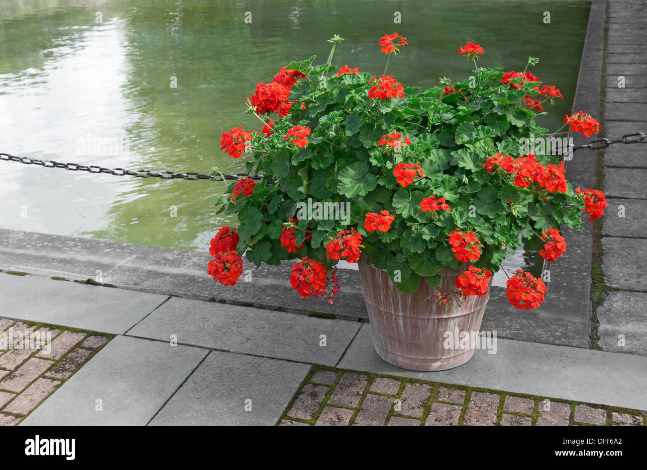 Blooming red geraniums decorating a city park. Stock Photo
