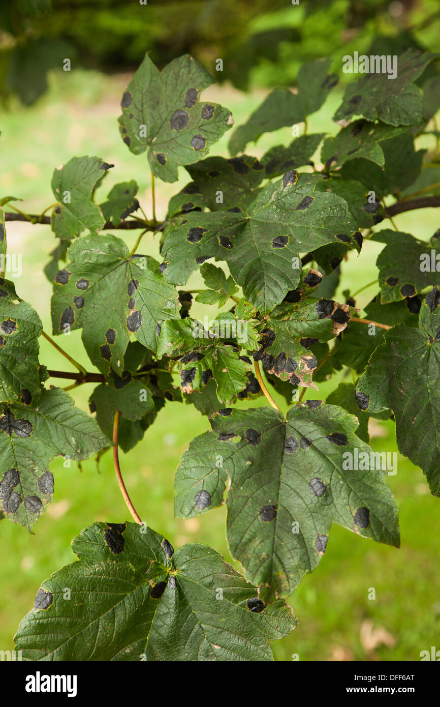 Sycamore leaf hires stock photography and images Alamy