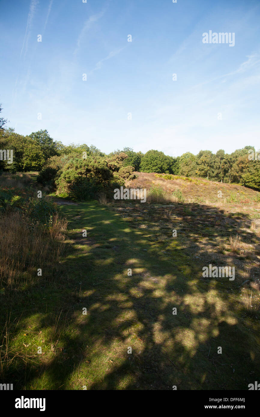 Dappled shade hi-res stock photography and images - Alamy