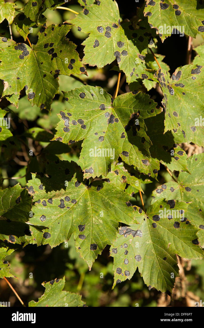 Tar spot fungus on Sycamore leaf Stock Photo Alamy