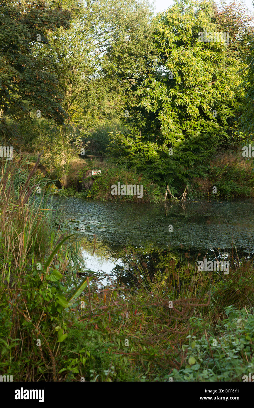 Pond on village green Plumstead Norfolk UK Stock Photo Alamy