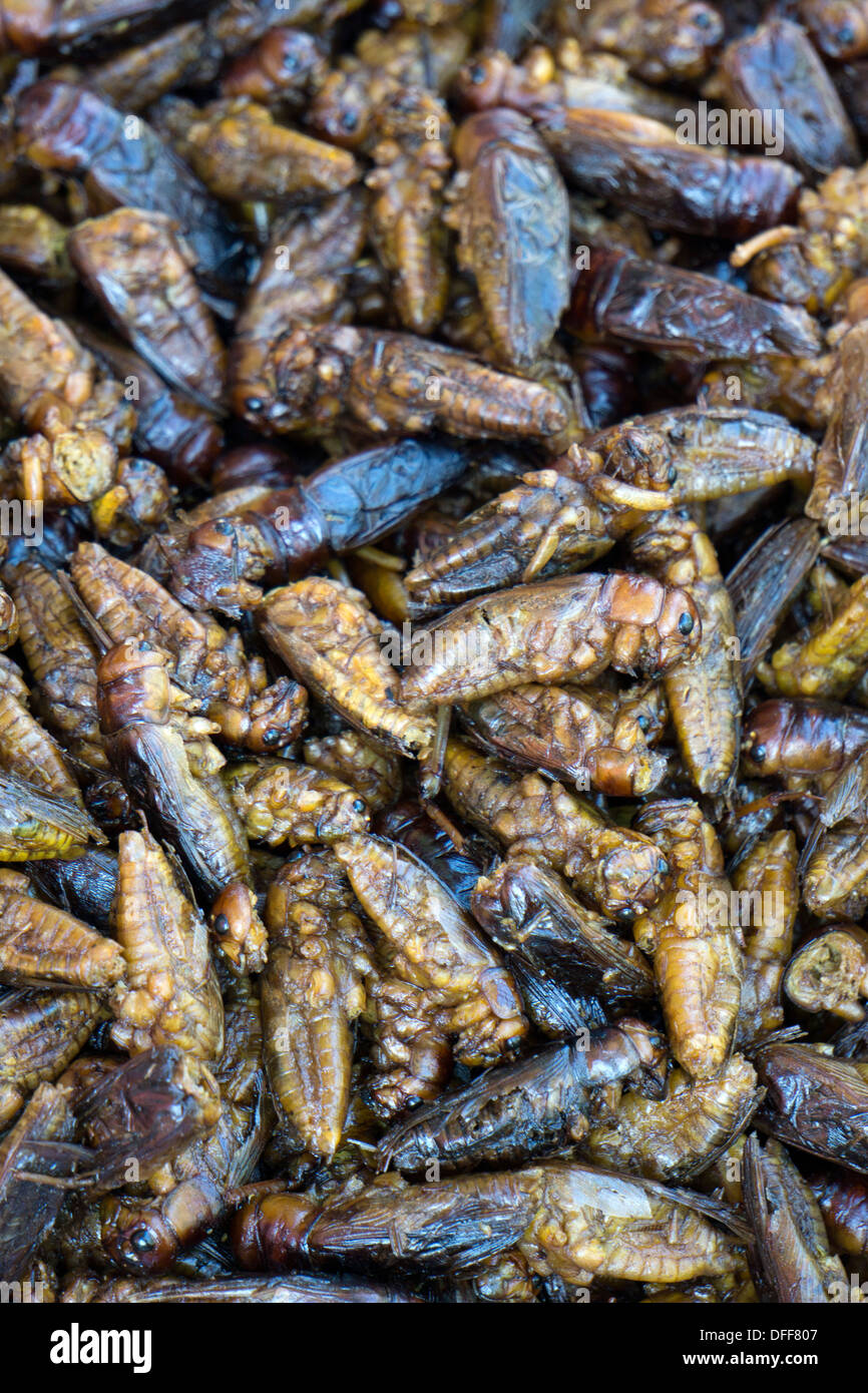 Locust Cricket food Yangon Stock Photo