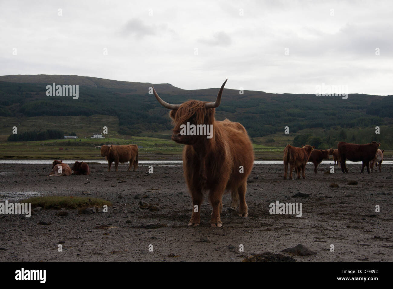 Highland cows in sea loch. Isle of Mull. Scotland Stock Photo - Alamy