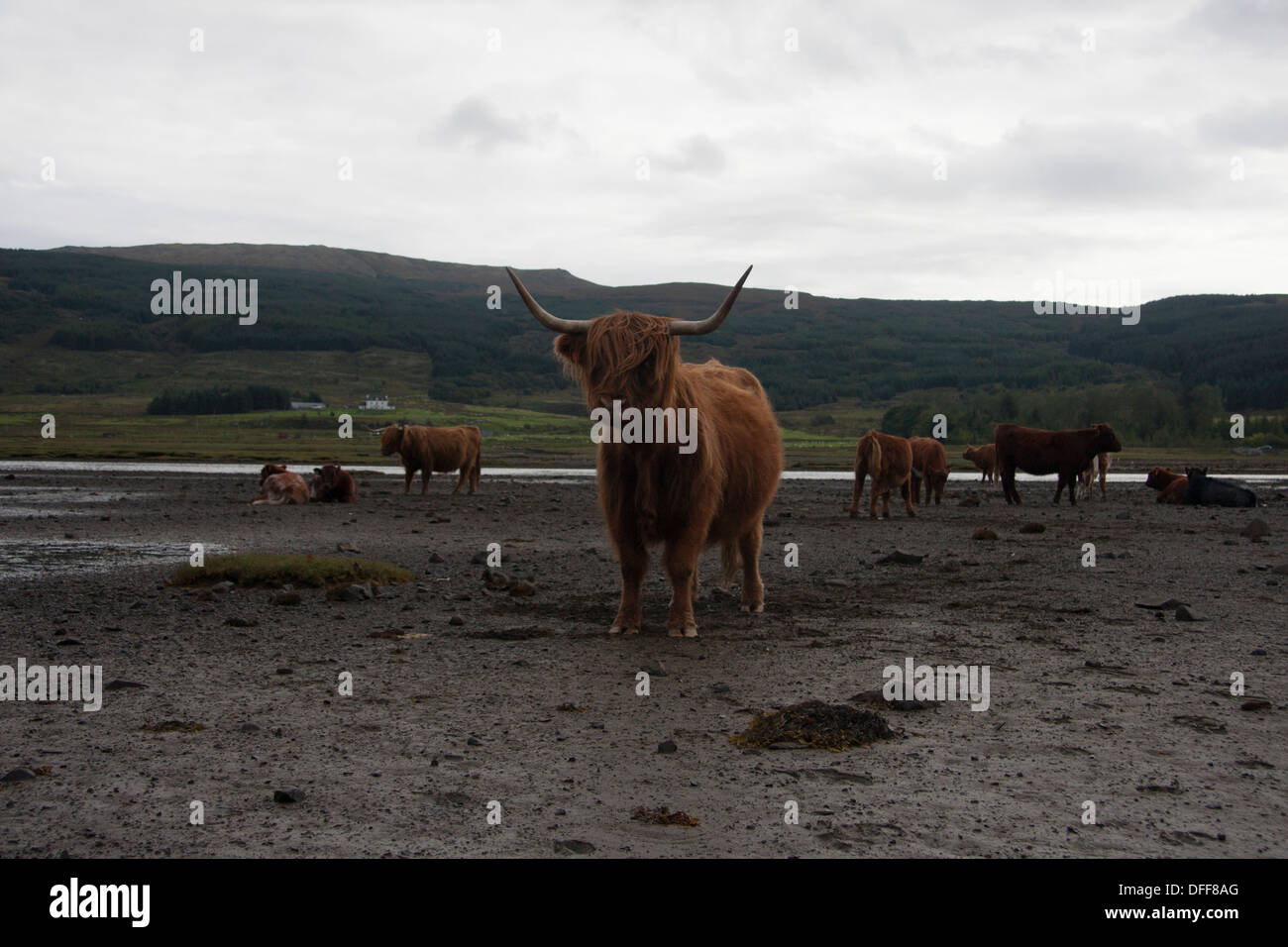 Highland cows in sea loch. Isle of Mull. Scotland Stock Photo