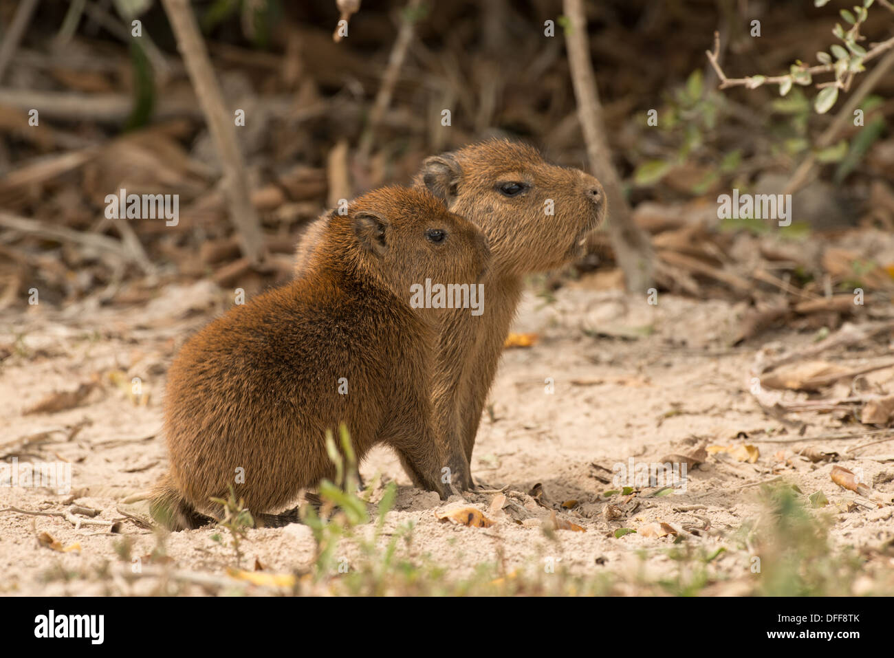 Stock photo of two baby capybaras sitting together, Pantanal, Brazil. Stock Photo