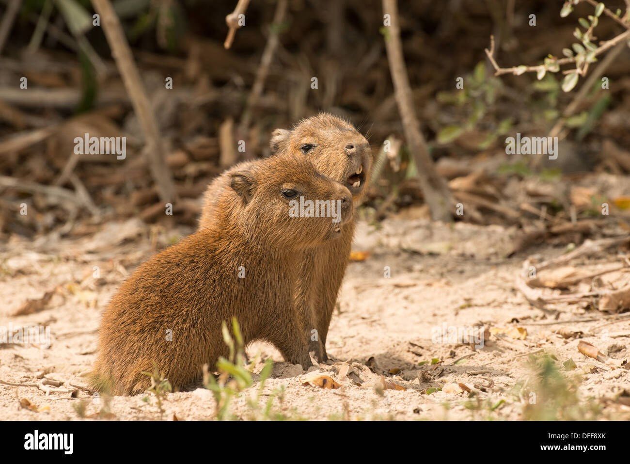 Stock photo of two baby capybaras sitting together, Pantanal, Brazil. Stock Photo