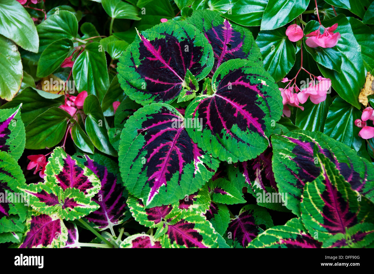 Coleus plant leaves Stock Photo