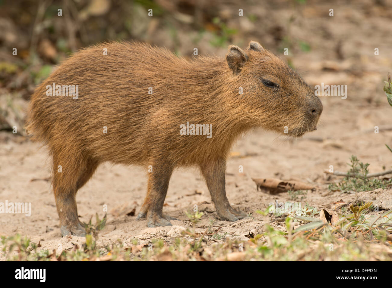 Picture capybara hi-res stock photography and images - Alamy