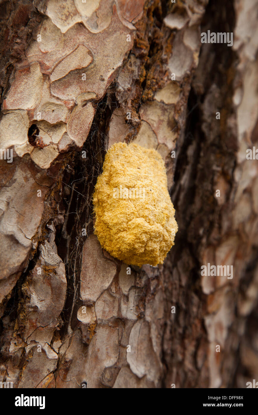 Dogs vomit slime mould on Scots Pine tree Stock Photo