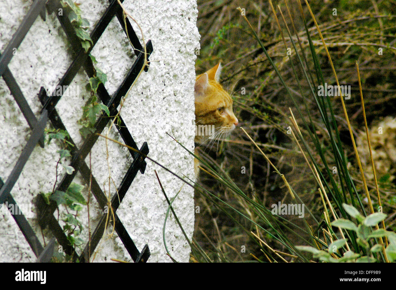 Ginger domesticated cat prowling in garden. Stock Photo