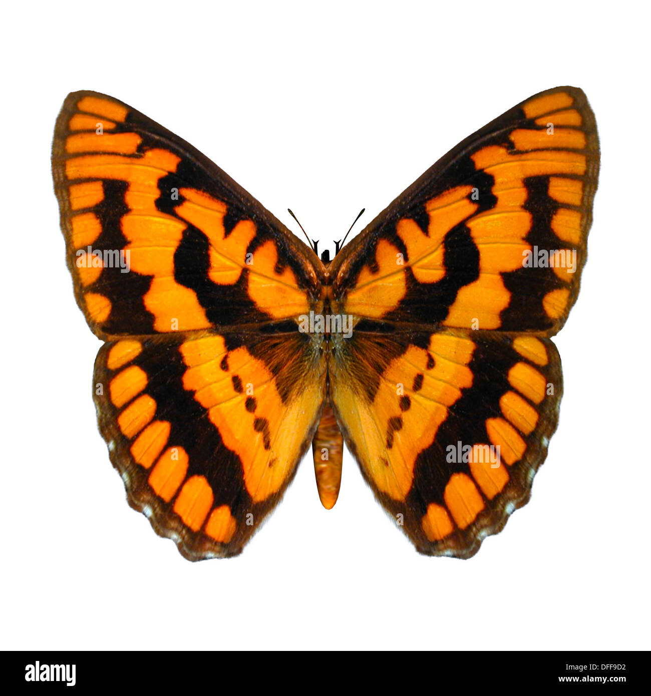 3D digital render of a Chequered Skipper or Arctic Skipper (Carterocephalus palaemon), a butterfly of the Hesperiidae family Stock Photo