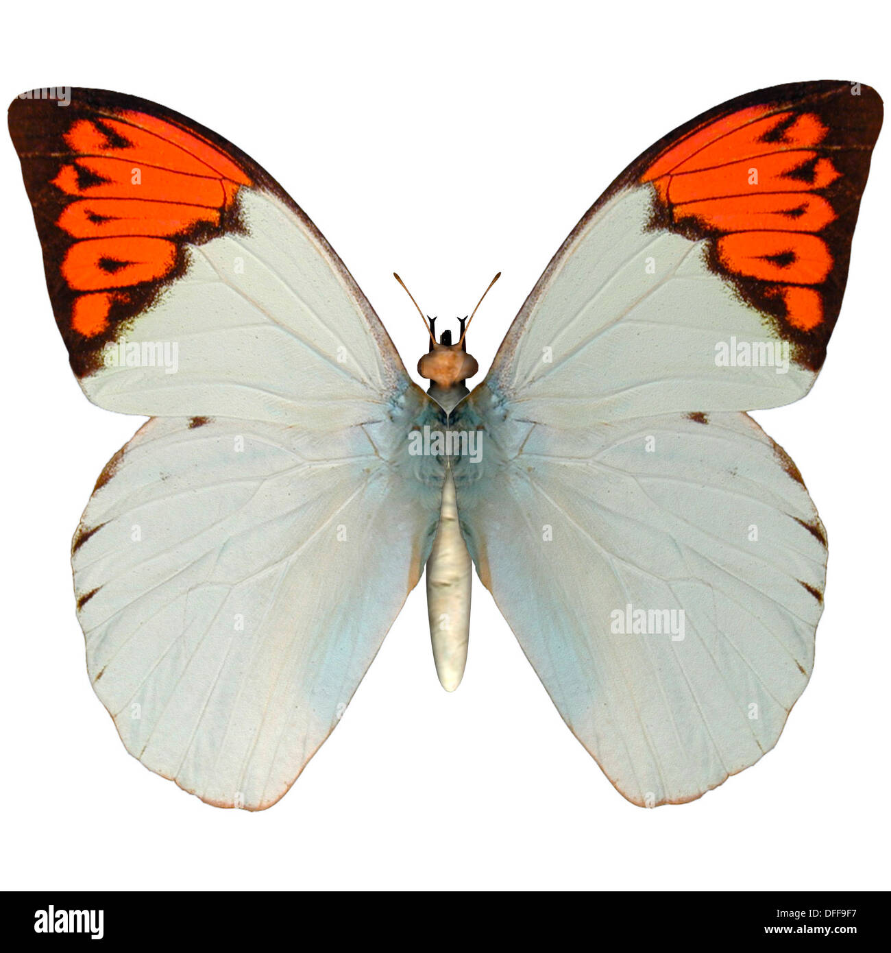 3D digital render of a Great Orange Tip (Hebomoia glaucippe), a butterfly belonging to the Pieridae family Stock Photo