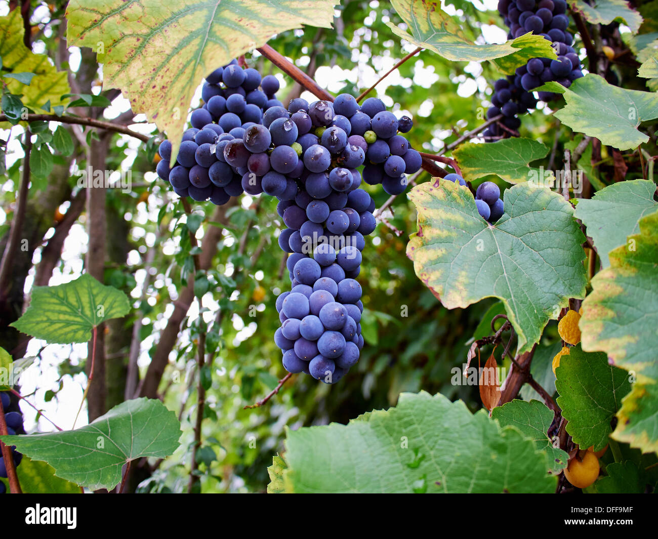Didina 100 years anniversary ; Pârâu de Vale, Godineşti, Gorj, Romania