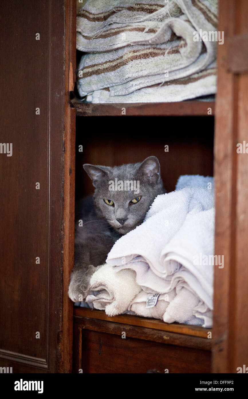 Cat in cupboard Stock Photo Alamy