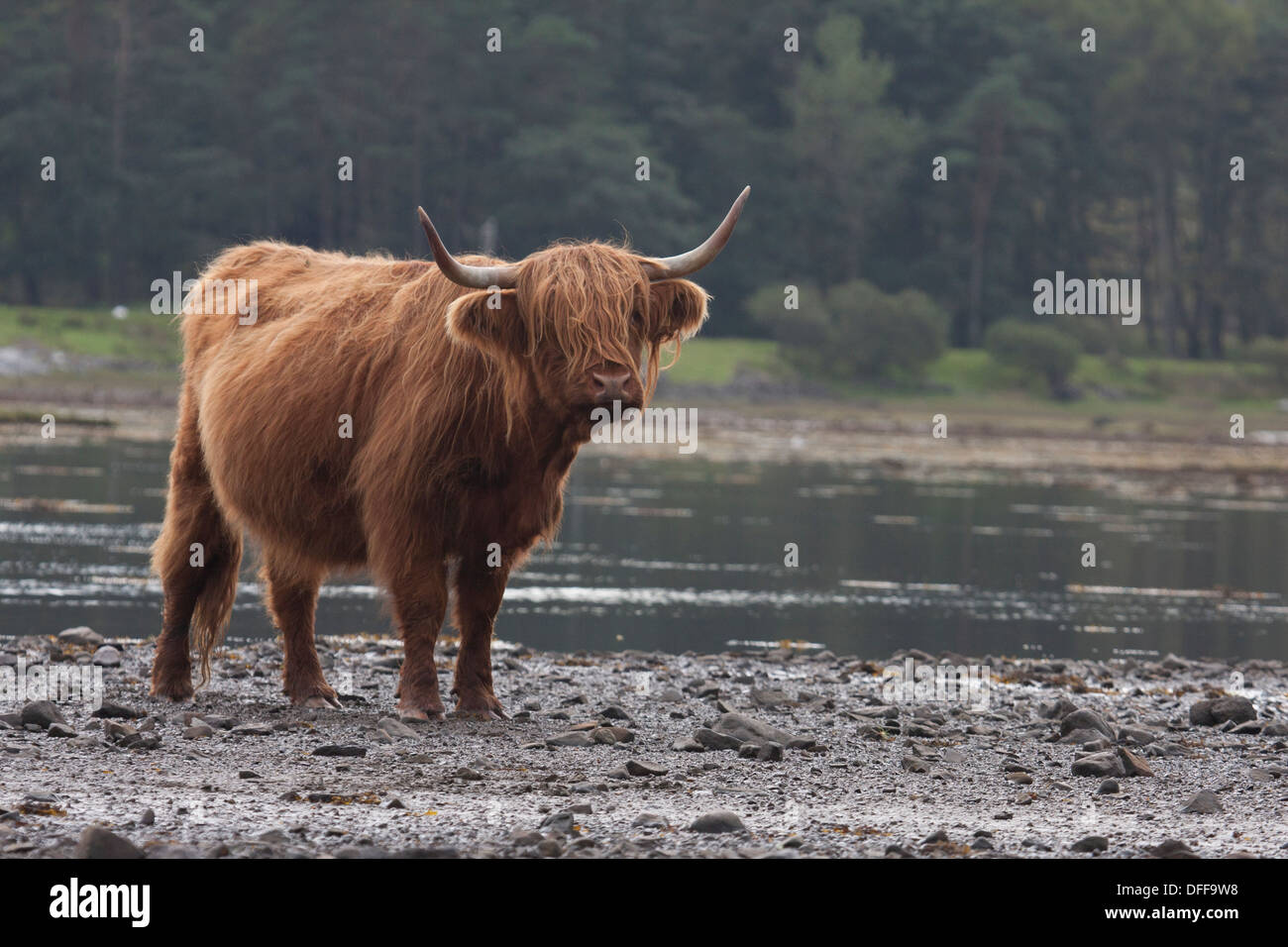 Highland cows in sea loch. Isle of Mull. Scotland Stock Photo