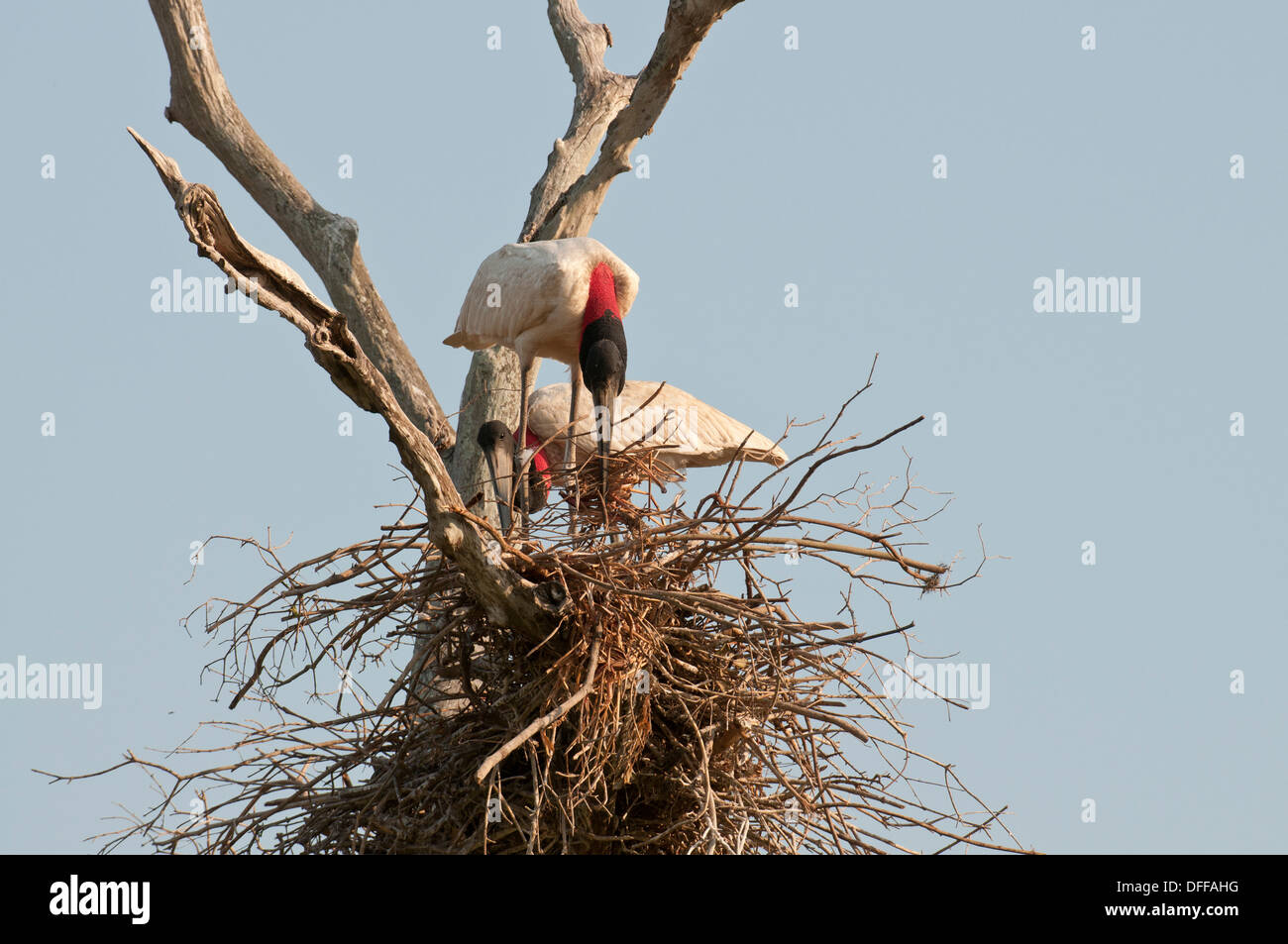 Stock photo of nesting jabiru storks, Pantanal, Brazil. Stock Photo