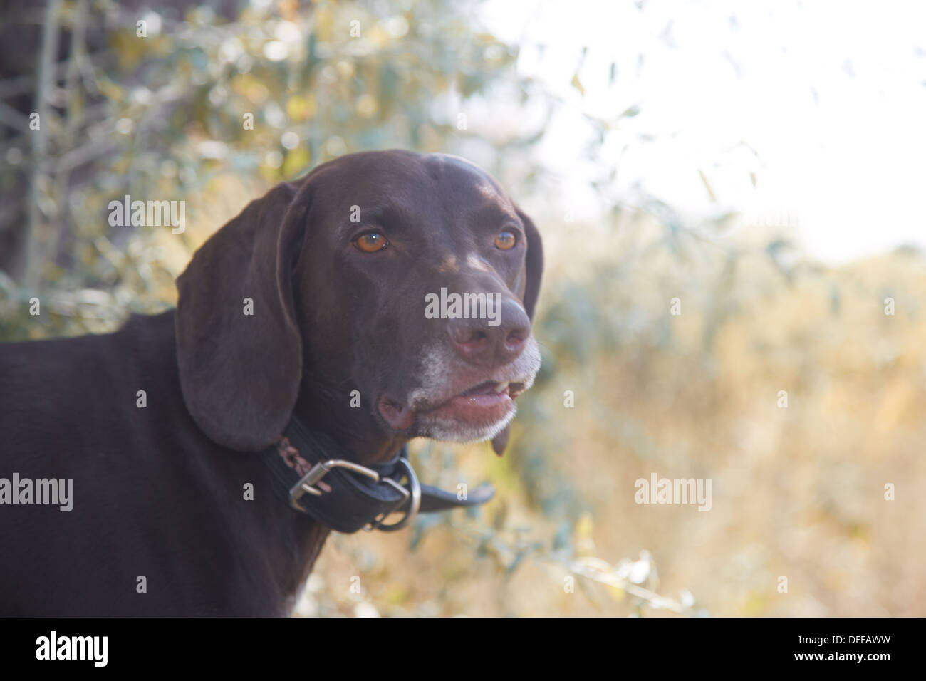 German short haired pointer outdoors Stock Photo