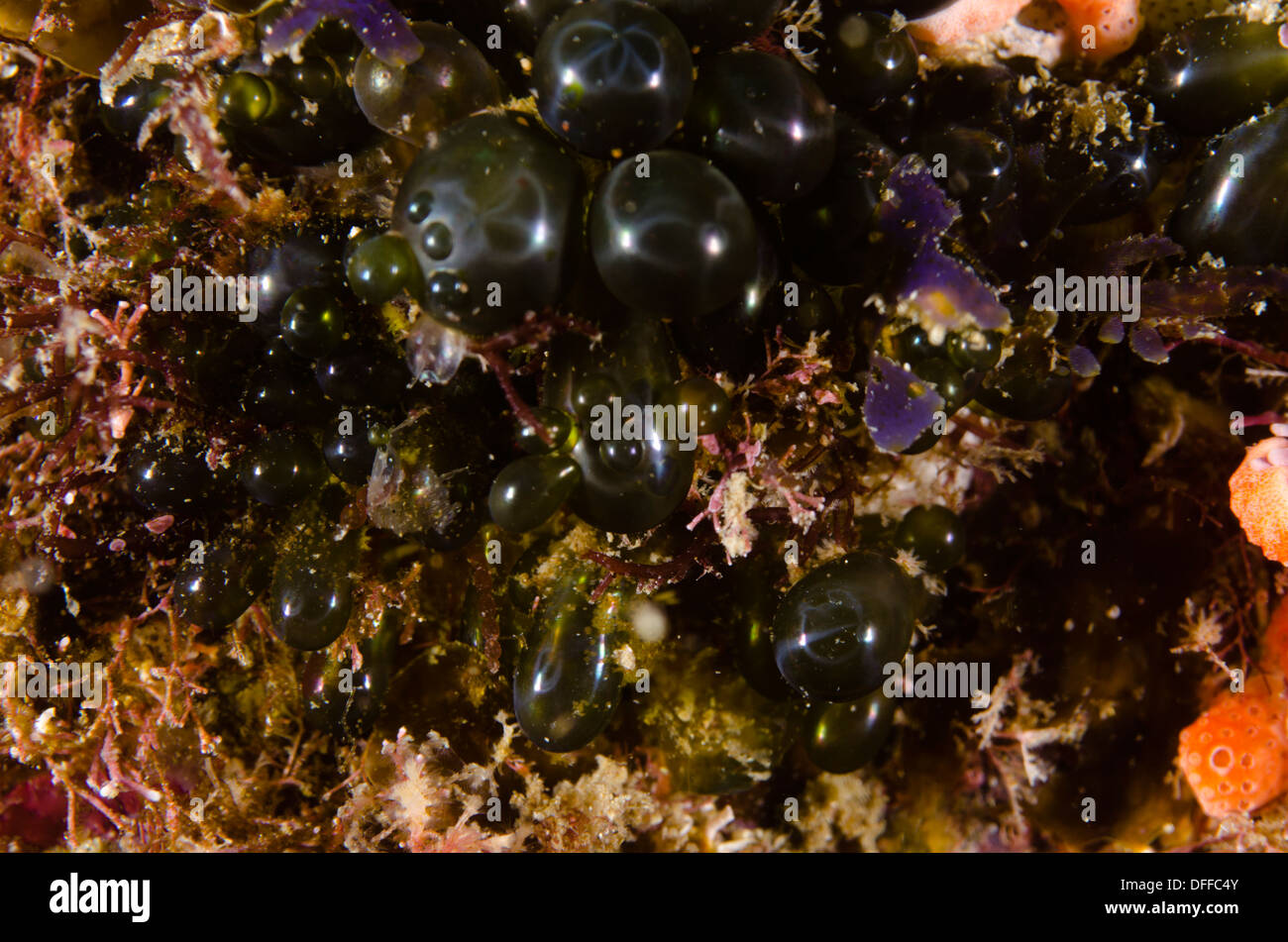 Valonia ventricosa, also known as "bubble algae" and "sailors' eyeballs. Stock Photo