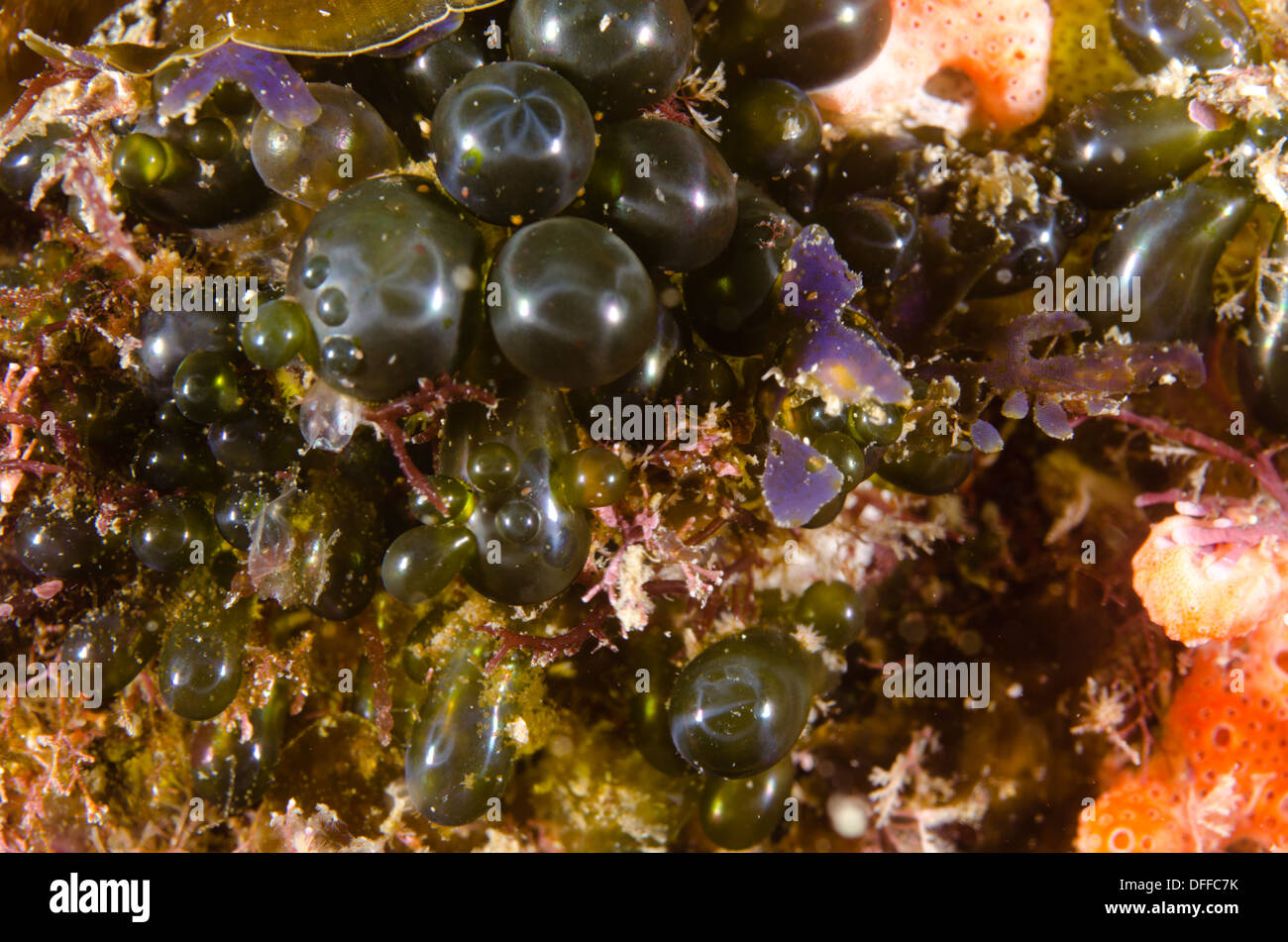 Valonia ventricosa, also known as 'bubble algae' and 'sailors' eyeballs. Stock Photo