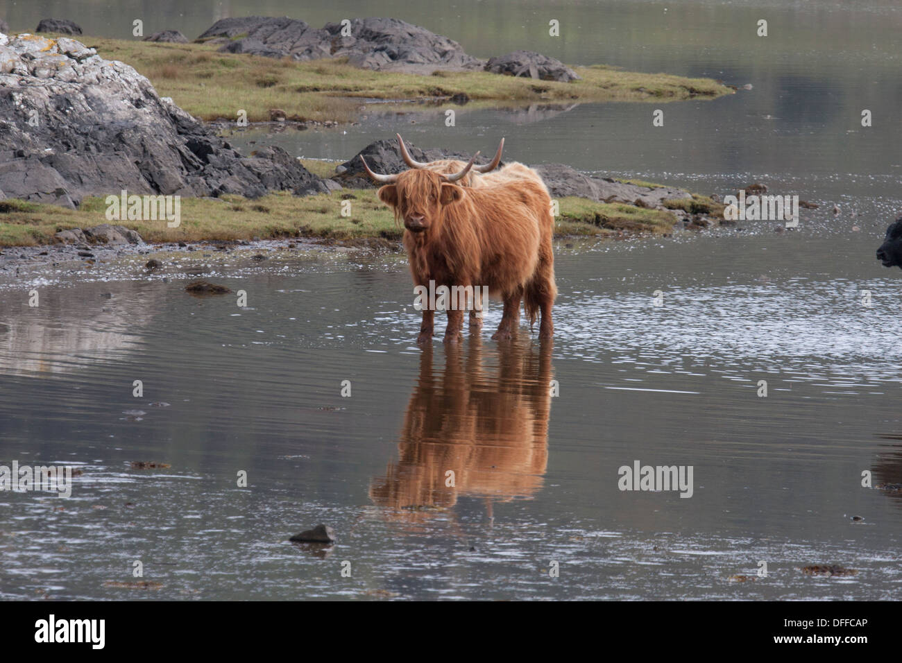 Highland cows in sea loch. Isle of Mull. Scotland Stock Photo - Alamy