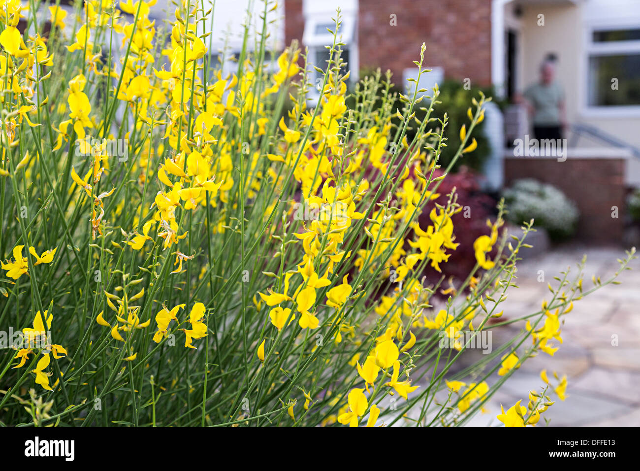 Common broom shrub Cytisus scoparius, syn. Sarothamnus scoparius Stock