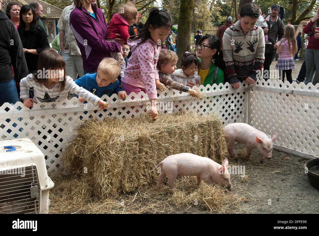 Piglet pen at a children's petting zoo. Stock Photo