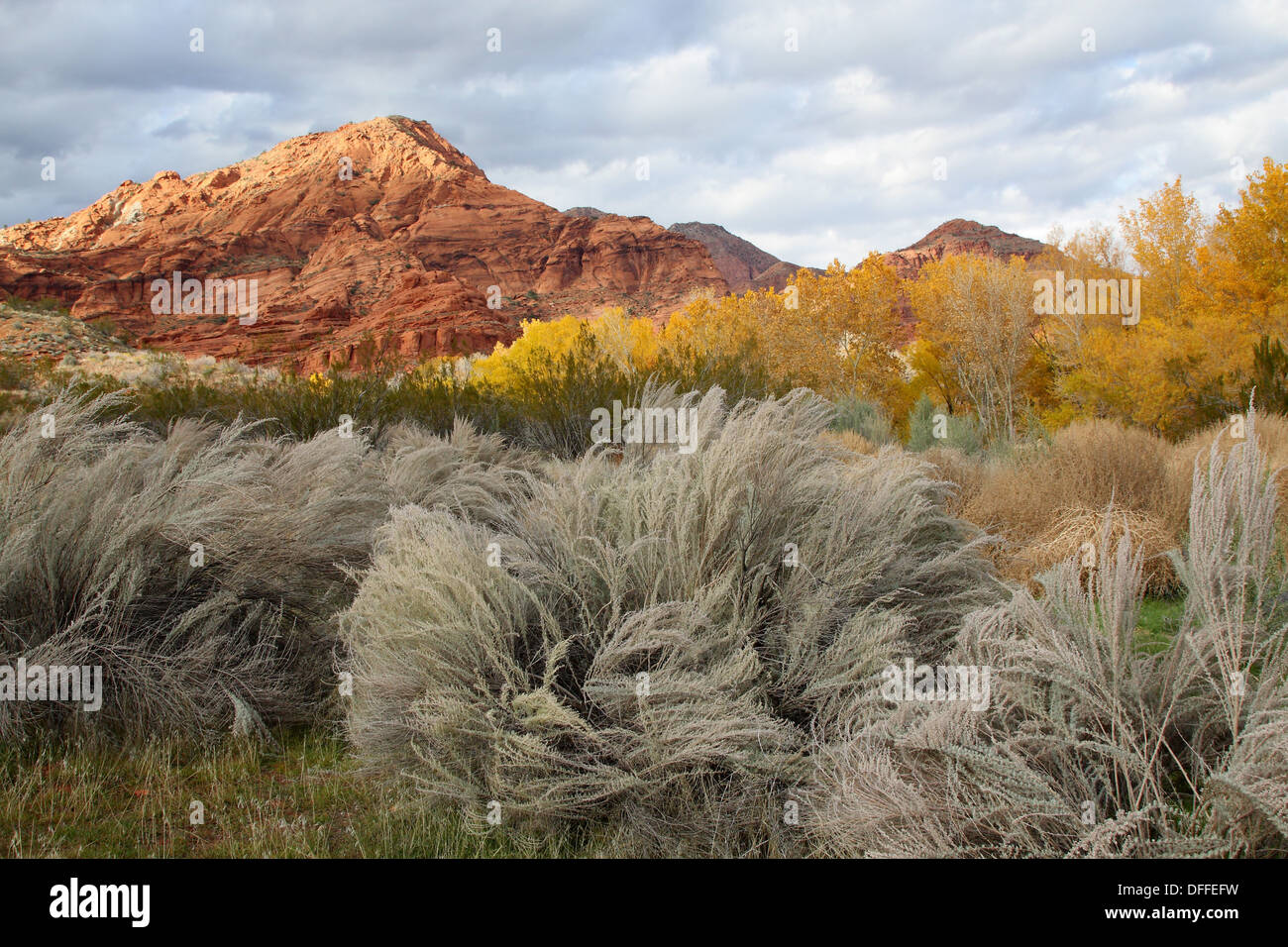 Landscape sagebrush artemisa tridentata hires stock photography and