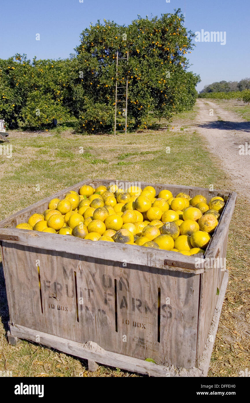 Agricultural orange, lemon, grapefuit and citrus groves at Mixon Citrus