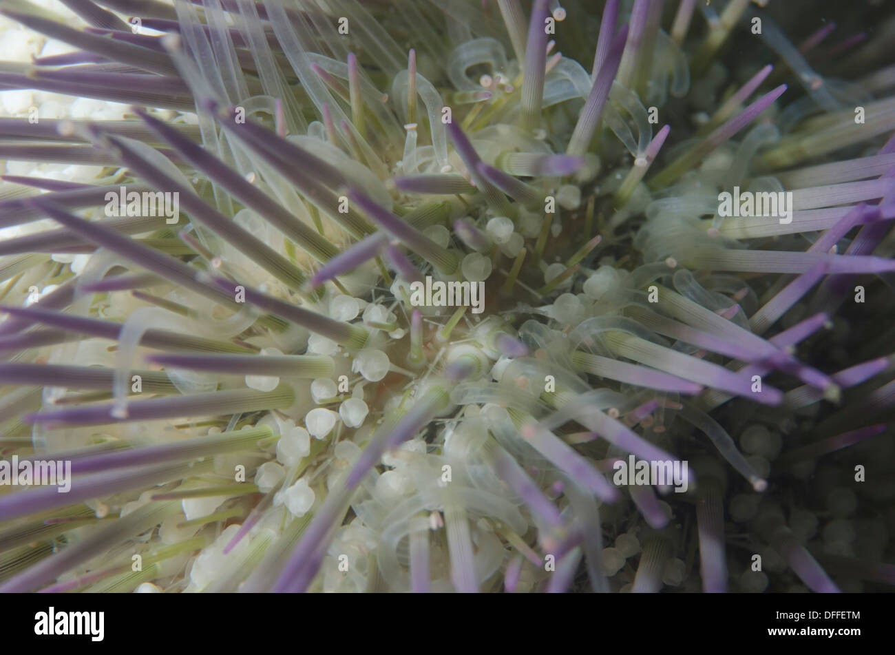 underwater close up shot of the sea urchin Lytechinus variegatus  at Ilhabela, Sao Paulo state shore, Brazil Stock Photo