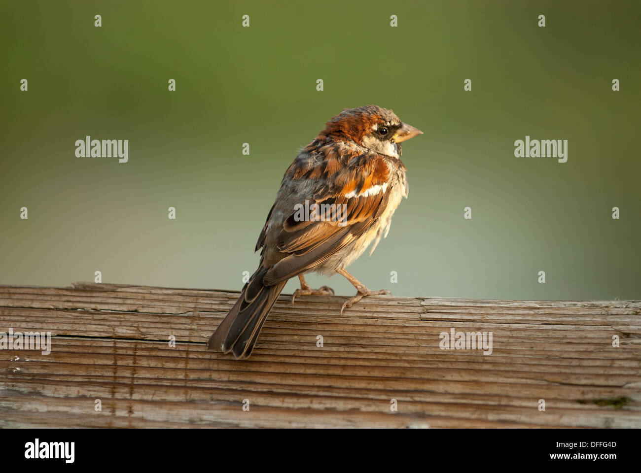 Male House Sparrow Stock Photo