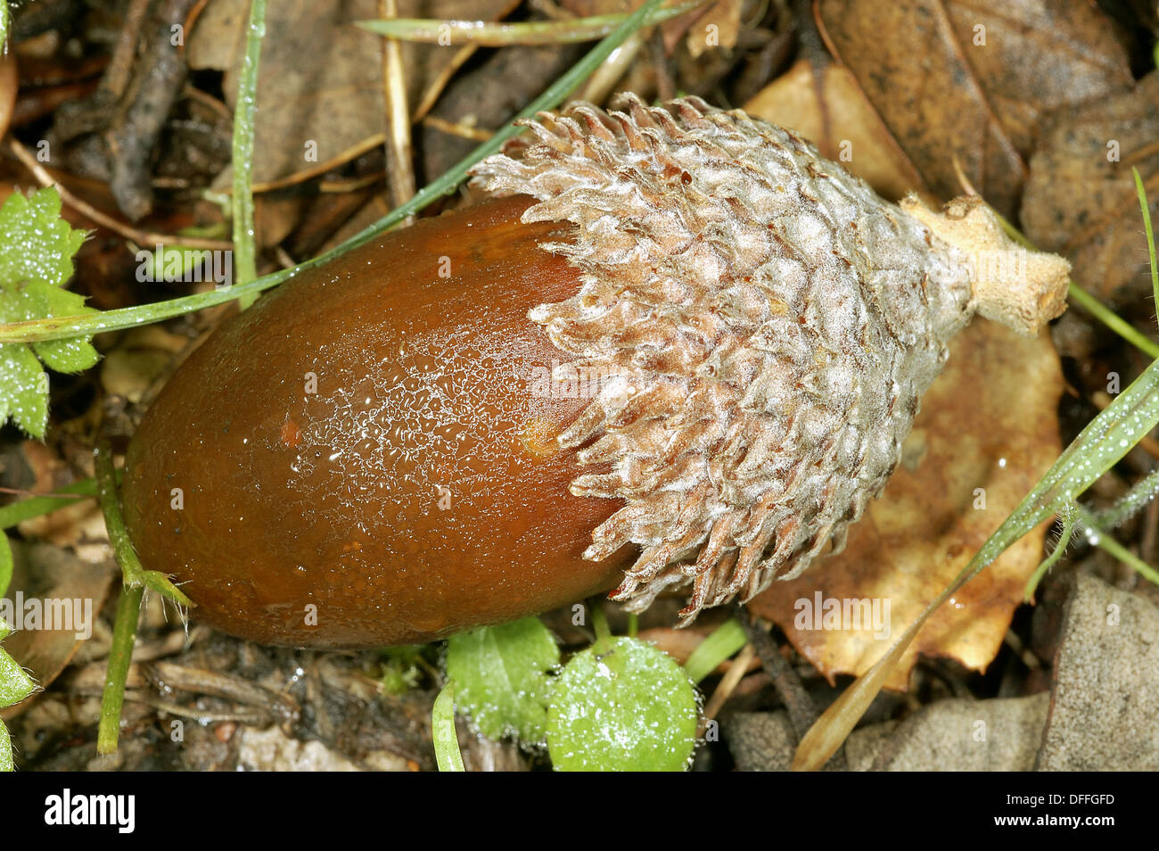 Oak nut (Quercus suber Stock Photo Alamy