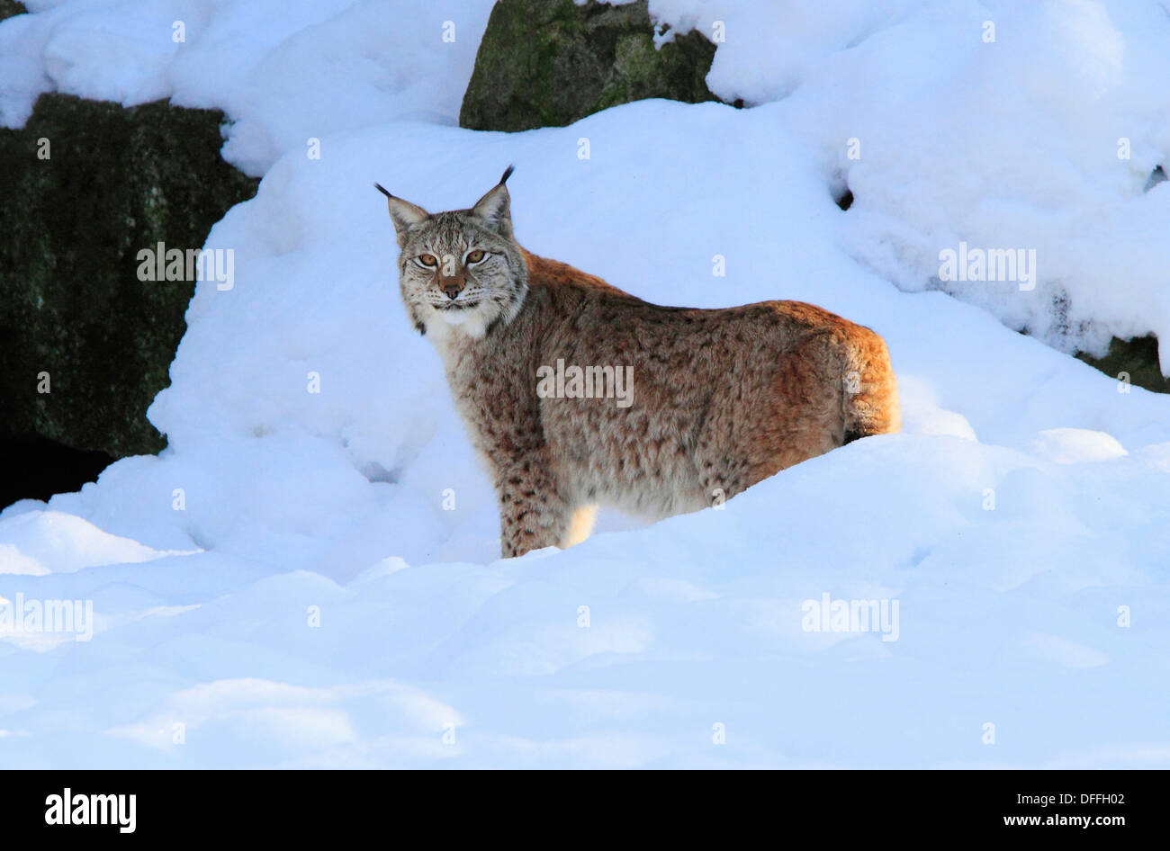 Lynx Hälsingland Sweden Stock Photo - Alamy