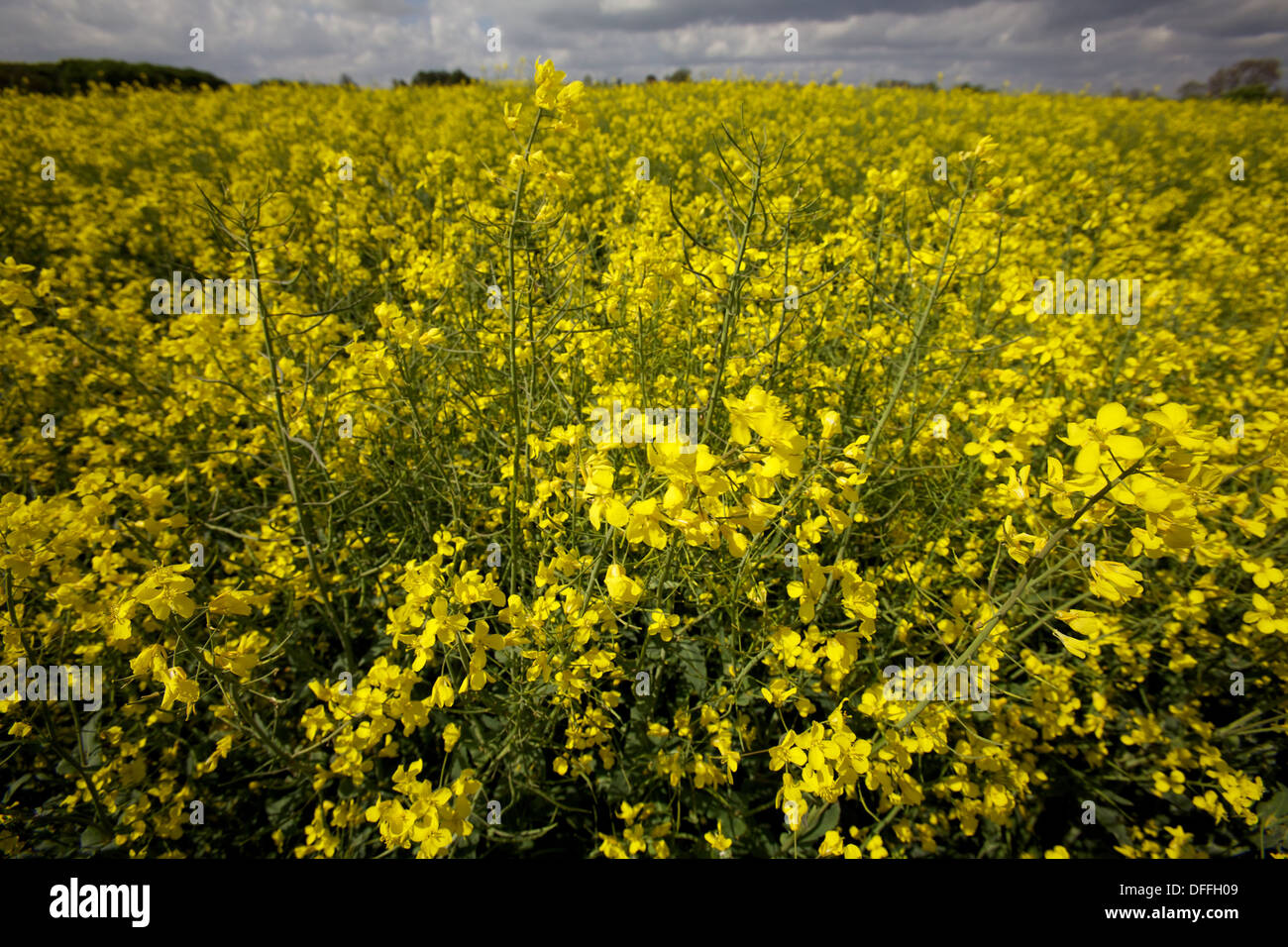 oil seed rape field Stock Photo - Alamy