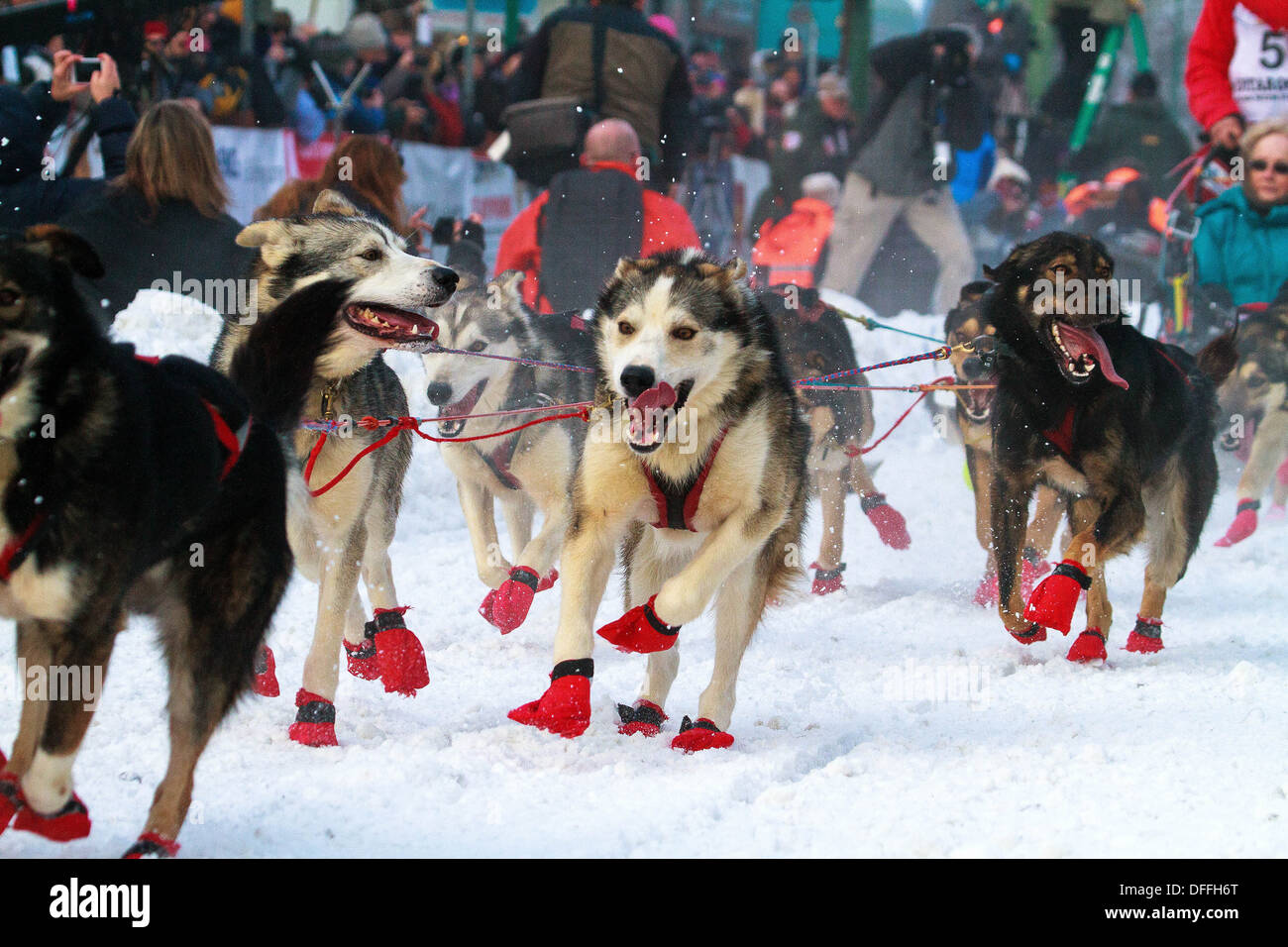Iditarod sleddog team in Anchorage, AK. Stock Photo