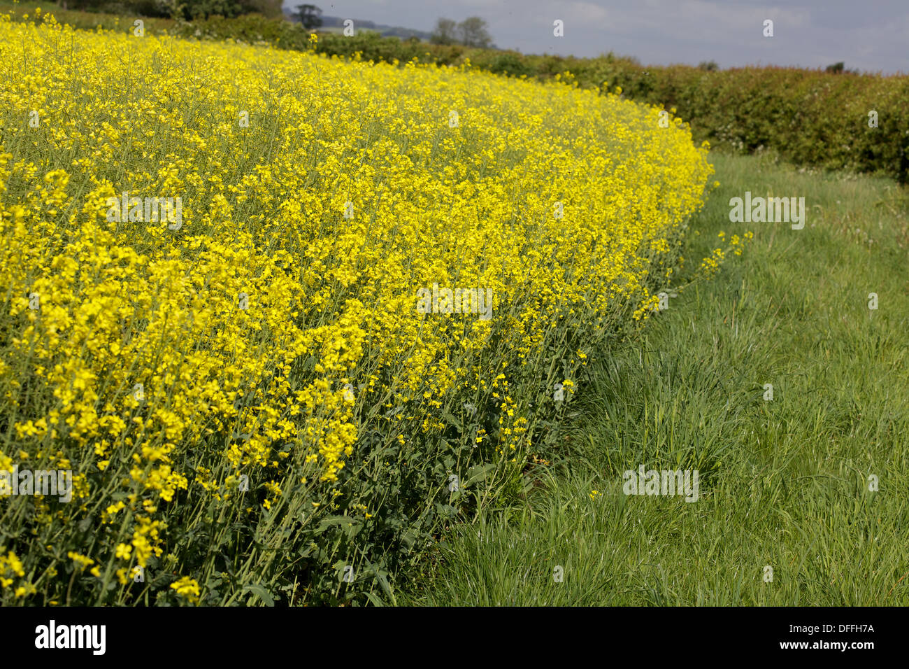 oil seed rape field Stock Photo - Alamy