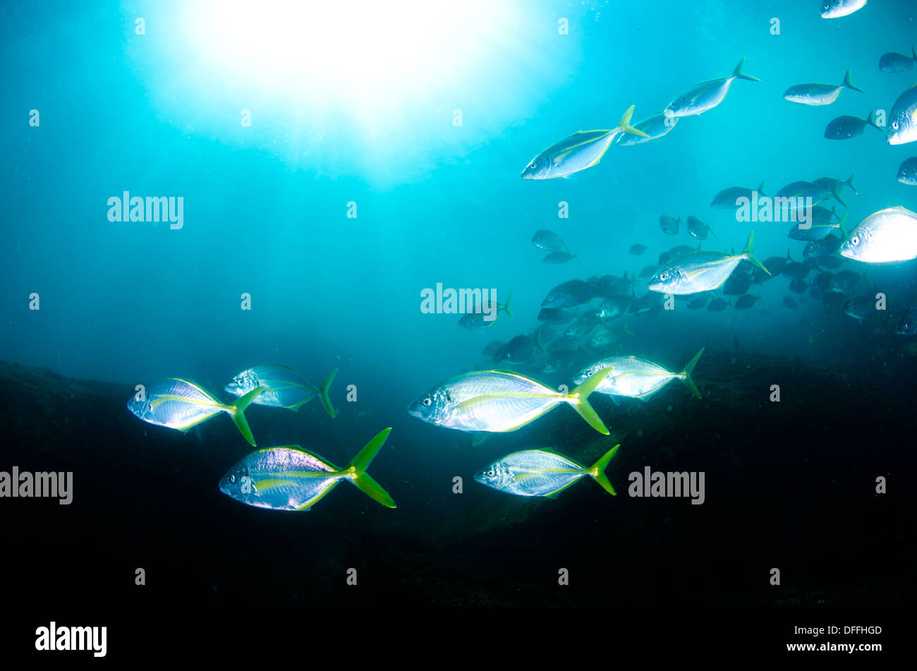 shoal of fish with sun ball in the back. Alcatrazes island, Sao Paulo ...