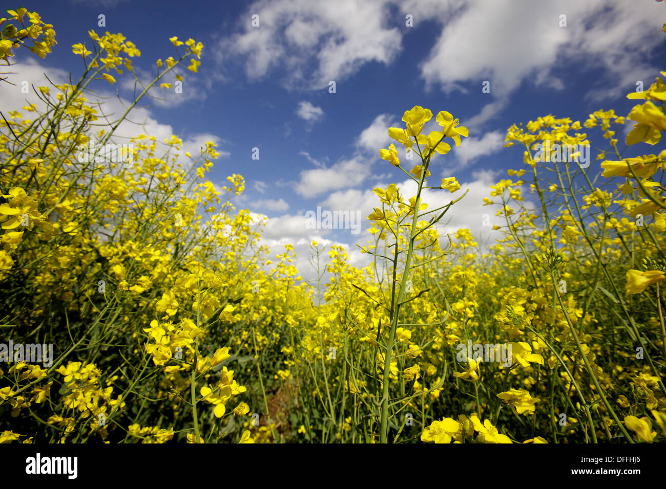 oil seed rape field Stock Photo - Alamy