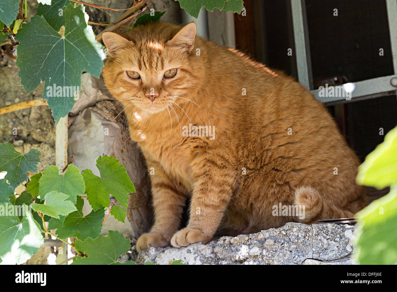 Cat on stone window ledge, Skofja Loka, Slovenia Stock Photo