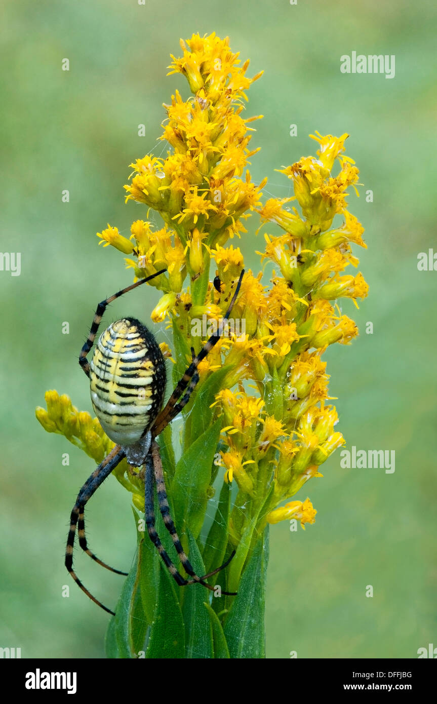 Black and Yellow Argiope spider Argiope aurantia on Goldenrod Eastern USA Stock Photo