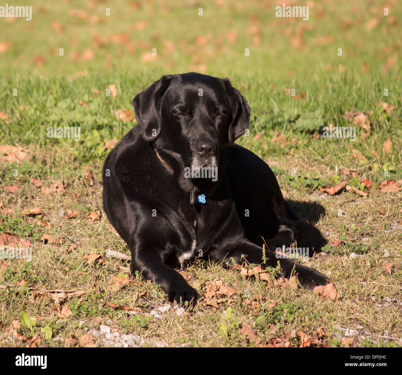 Older black lab cross with white muzzle and white stripe on chest lying on grass Stock Photo