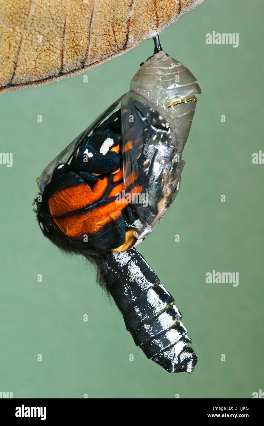 Monarch Butterfly Danaus plexippus adult emerging from chryalis, E North America Stock Photo