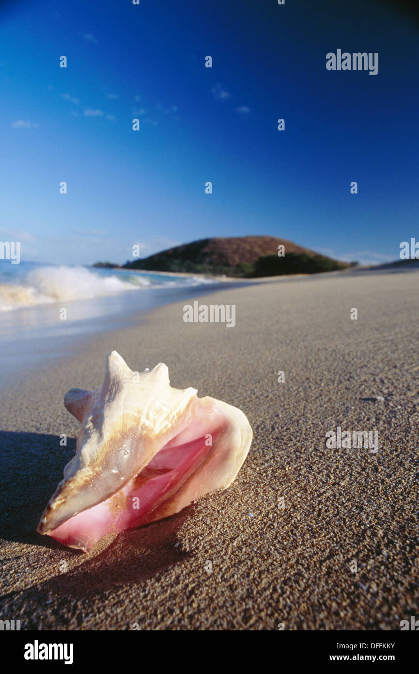 Conch shell on beach. Maui. Hawaii. USA Stock Photo Alamy