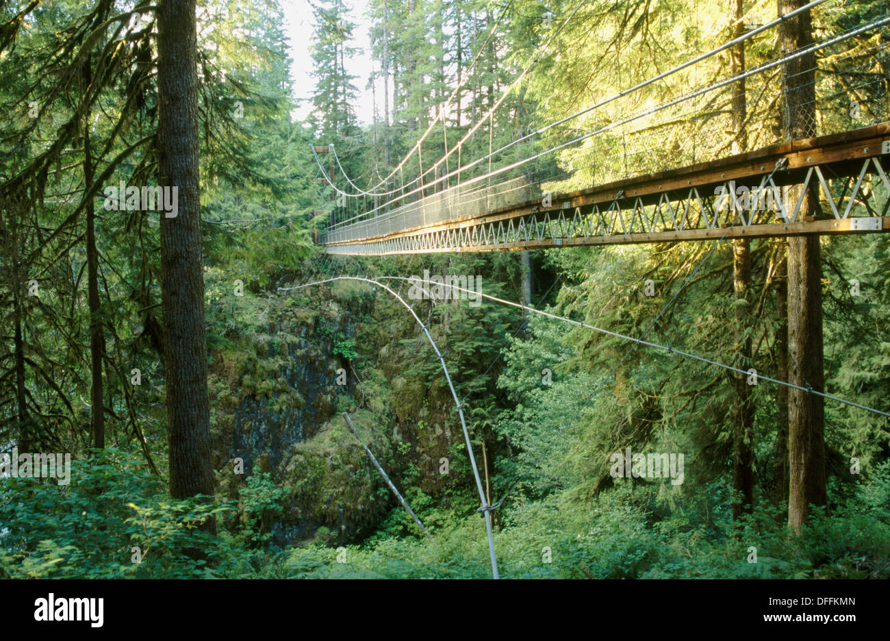 Suspension bridge in the woods at Drift Creek Trail near Lincoln City