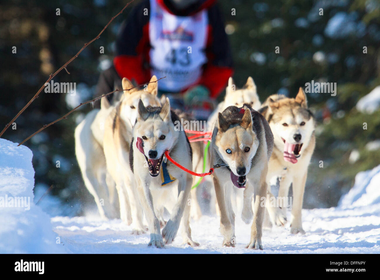Sled dog team in Iditarod Race (Anchorage, Alaska). Stock Photo