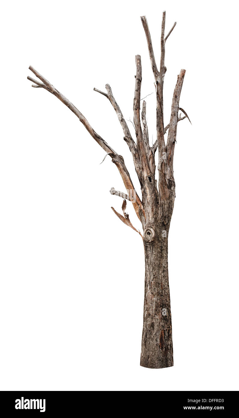 Single old and dead tree isolated on white background Stock Photo