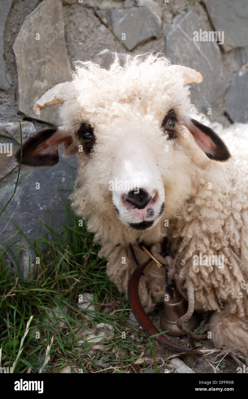 white sheep lying on green grass, snoutcloseup Stock Photo - Alamy